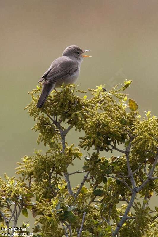 Upcher's Warbler male adult breeding, song