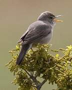 Upcher's Warbler