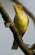 Icterine Warbler