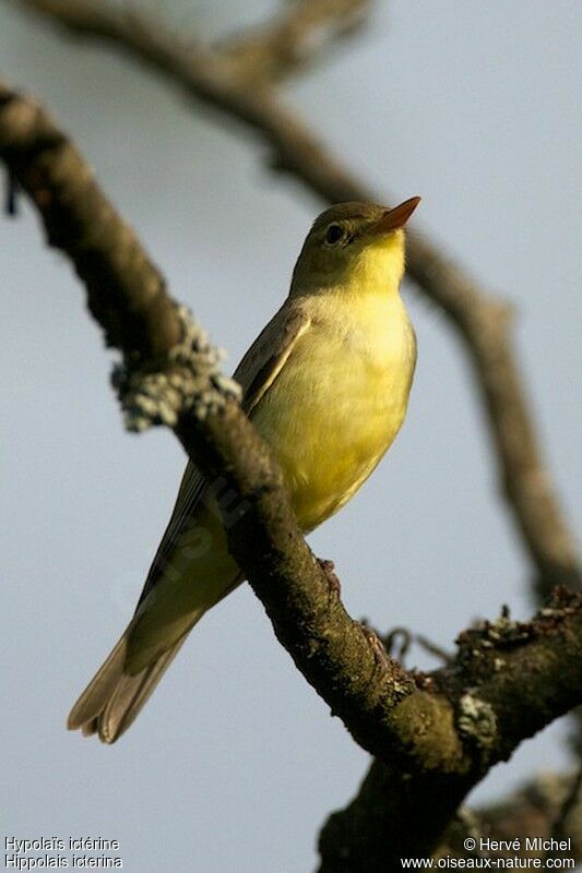 Icterine Warbler male adult breeding