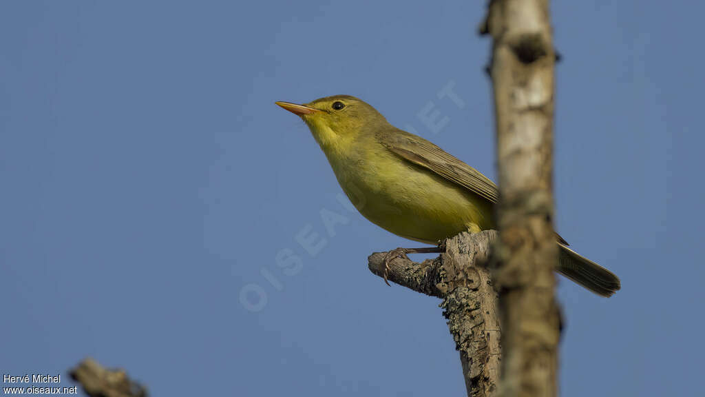 Icterine Warbler male adult breeding, song