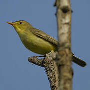 Icterine Warbler