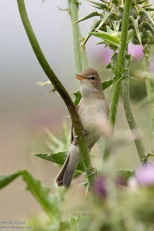 Eastern Olivaceous Warbler male adult breeding, pigmentation, song