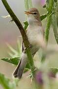 Eastern Olivaceous Warbler