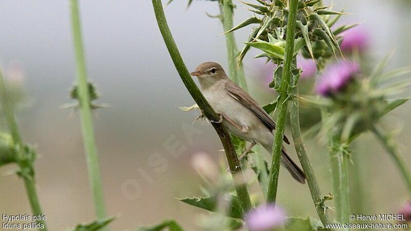 Eastern Olivaceous Warbler male adult breeding