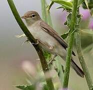 Eastern Olivaceous Warbler