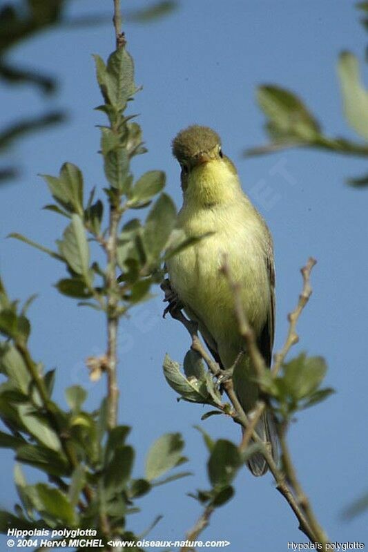 Melodious Warbler