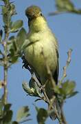 Melodious Warbler