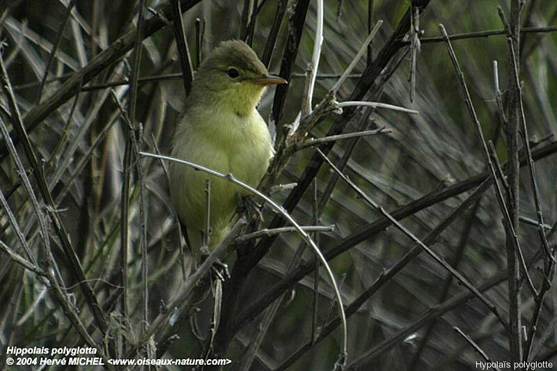 Melodious Warbler