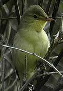 Melodious Warbler