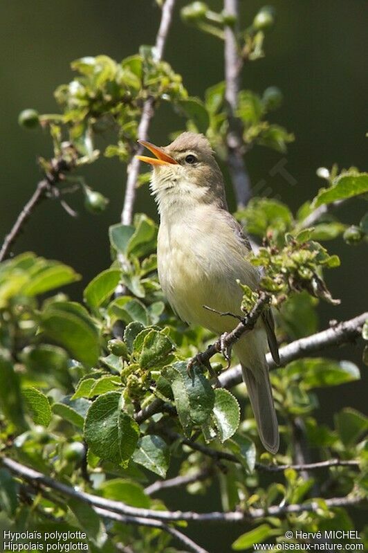 Melodious Warbler male adult breeding, identification