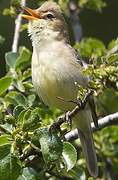 Melodious Warbler