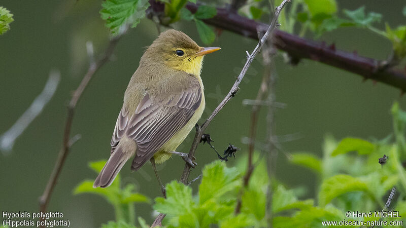 Melodious Warbler male adult