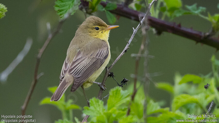 Melodious Warbler male adult