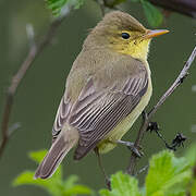 Melodious Warbler