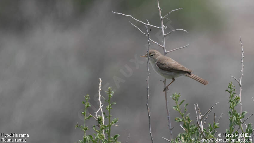 Sykes's Warbler male adult breeding