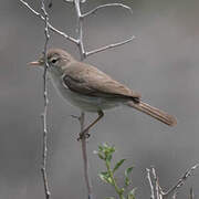 Sykes's Warbler