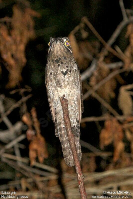 Ibijau gris, identification