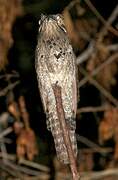 Common Potoo