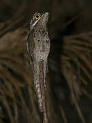 Common Potoo