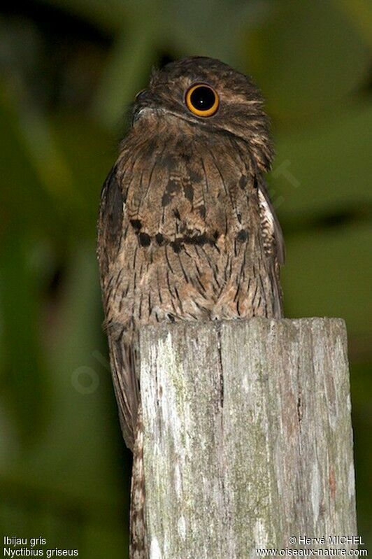 Ibijau gris, identification