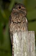 Common Potoo