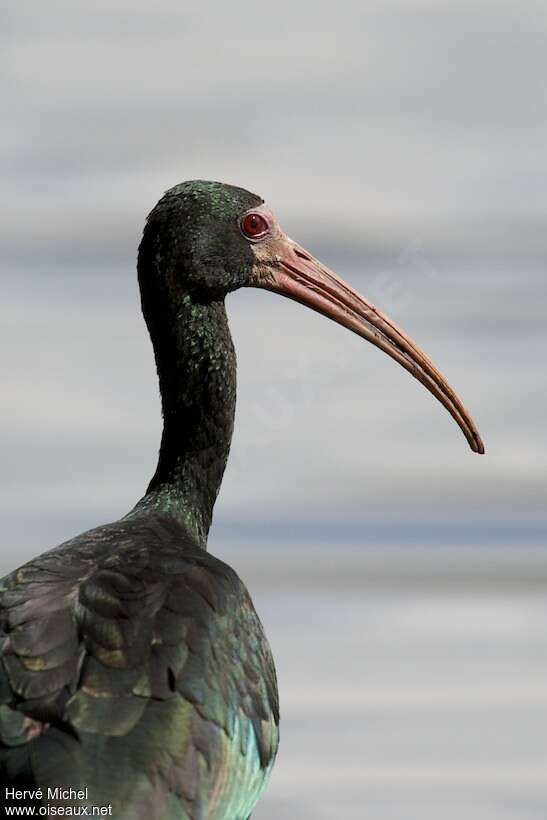 Ibis à face nueadulte, portrait