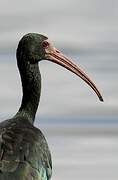 Bare-faced Ibis