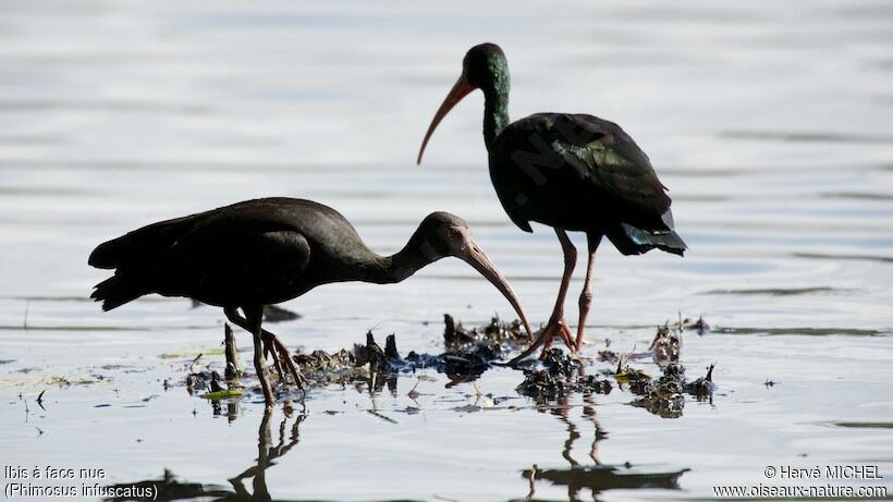 Ibis à face nue