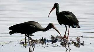 Ibis à face nue