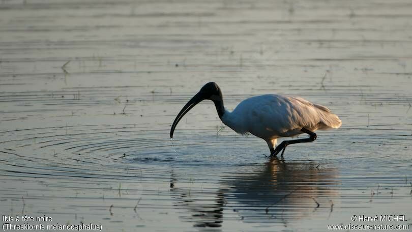 Ibis à tête noire