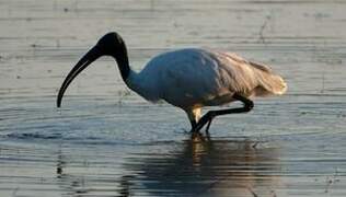 Ibis à tête noire