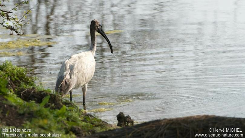 Black-headed Ibis