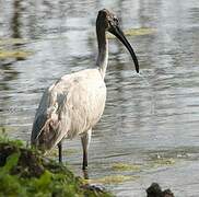 Ibis à tête noire