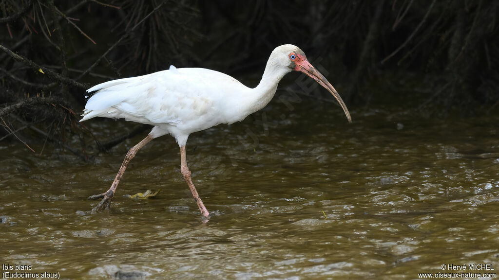 Ibis blancadulte