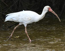 American White Ibis