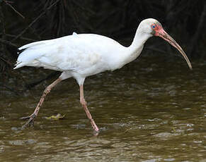 Ibis blanc