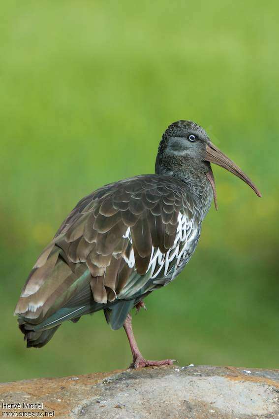 Wattled Ibisadult, identification