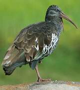 Wattled Ibis