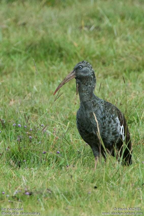 Ibis caronculé