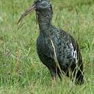 Ibis caronculé