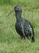 Ibis caronculé