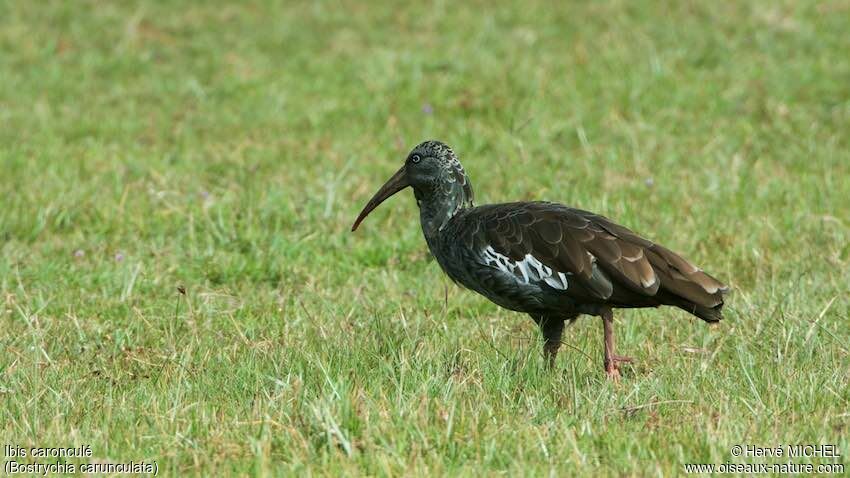 Ibis caronculé