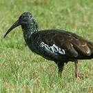 Ibis caronculé