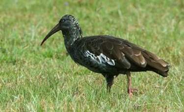 Ibis caronculé