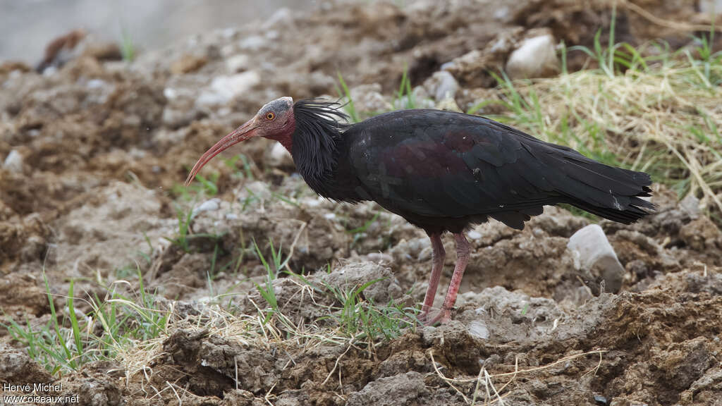 Northern Bald Ibisadult breeding, identification