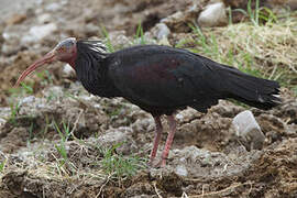 Northern Bald Ibis