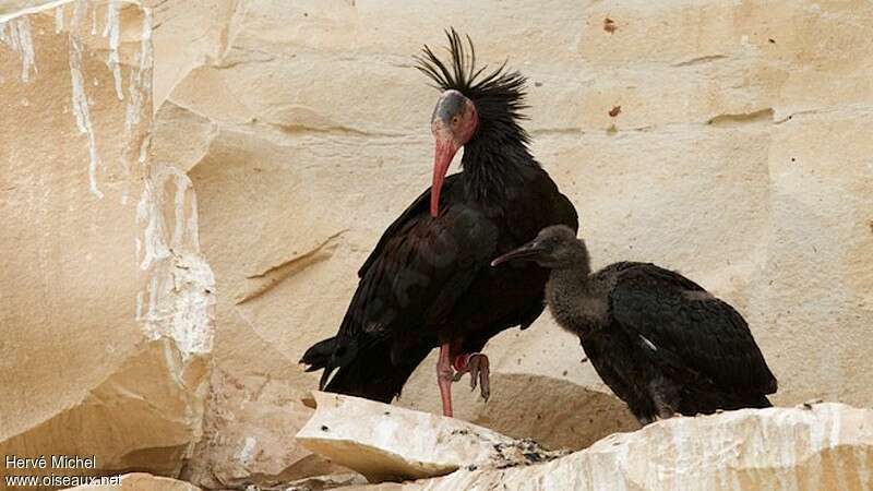 Northern Bald Ibis, Reproduction-nesting