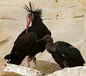 Ibis chauve