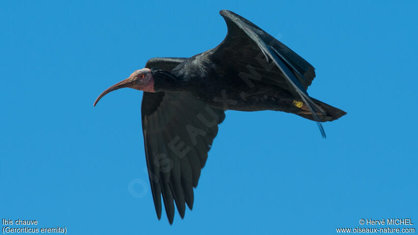 Ibis chauveadulte